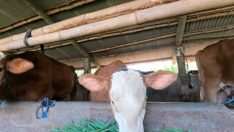 Central Java Cattle in Rustic Morning Barn Setting Stock Footage 321322830