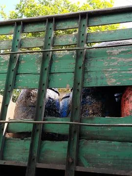 Central Java Indonesia 10 June 2026: truck carrying multiple drums filled with n Stock Photos