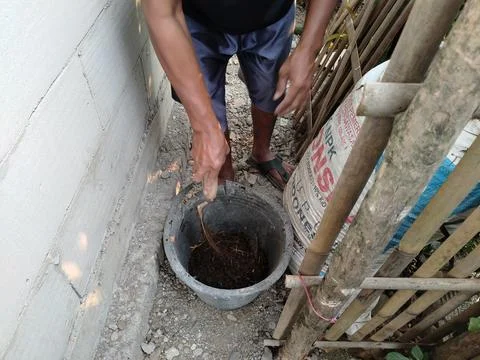 Central Java Indonesia 12 July 2026: A person transfers goat manure from a sack  Stock Photos