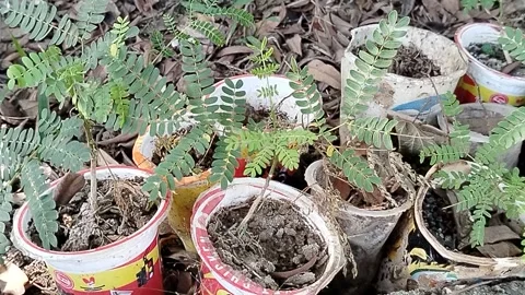 Central Java Indonesia 19 July 2026: Young tree seedlings growing in recycled  Vídeos de archivo 340120172