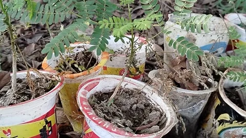 Central Java Indonesia 19 July 2026: Young tree seedlings growing in recycled  Video stock 340120173