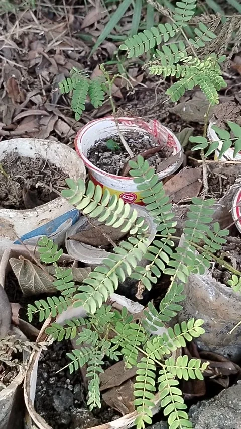 Central Java Indonesia 19 July 2026: Young tree seedlings growing in recycled  Video stock 340120174