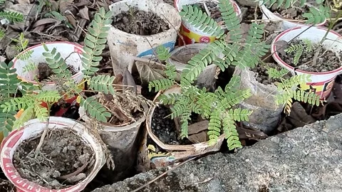 Central Java Indonesia 19 July 2026: Young tree seedlings growing in recycled  Video stock 340120175