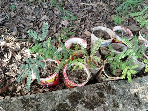 Central Java Indonesia 19 July 2026: Young tree seedlings growing in recycled  Stock-Fotos