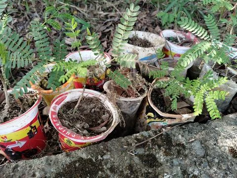 Central Java Indonesia 19 July 2026: Young tree seedlings growing in recycled  Stock-Fotos