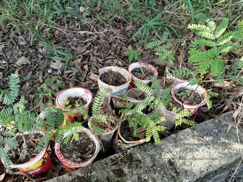 Central Java Indonesia 19 July 2026: Young tree seedlings growing in recycled  Stock-Fotos