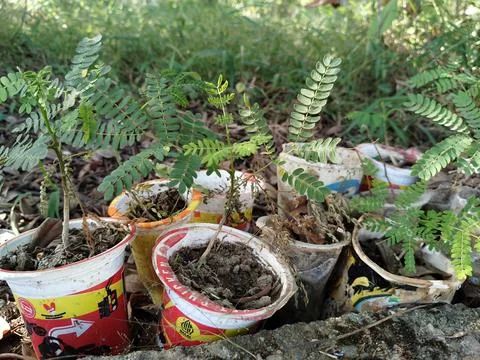 Central Java Indonesia 19 July 2026: Young tree seedlings growing in recycled  Stock-Fotos
