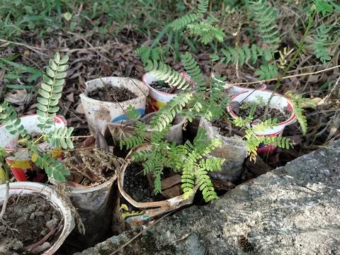 Central Java Indonesia 19 July 2026: Young tree seedlings growing in recycled Stock-Fotos