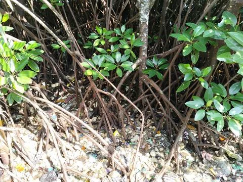 Central Java Indonesia 19 June 2026: Mangrove forest contaminated with plastic  Stock-Fotos