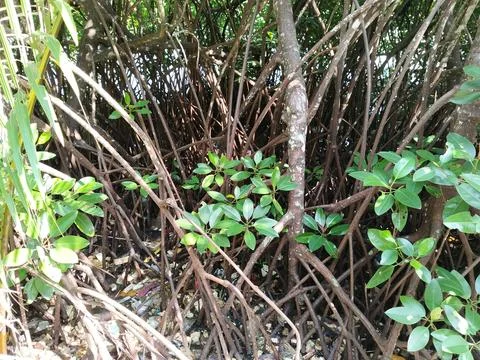 Central Java Indonesia 19 June 2026: Mangrove forest contaminated with plastic  Stock-Fotos