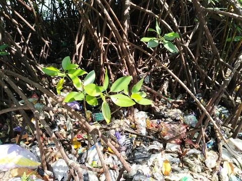 Central Java Indonesia 19 June 2026: Mangrove forest contaminated with plastic  Stock Photos