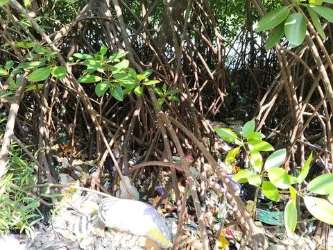 Central Java Indonesia 19 June 2026: Mangrove forest contaminated with plastic  Stock-Fotos