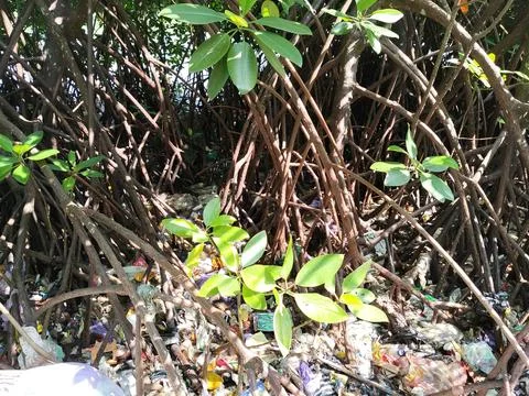 Central Java Indonesia 19 June 2026: Mangrove forest contaminated with plastic  Stock-Fotos