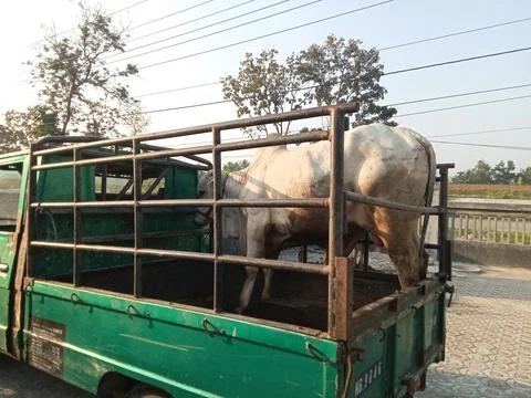Central Java Indonesia 20 July 2021: Eid al-Adha sacrificial cow on a transport Фото