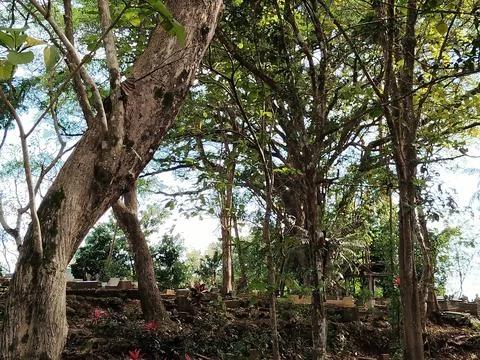 Central Java Indonesia 20 March 2026: Serene burial site surrounded by tall tree Stock Photos