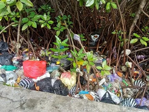 Central Java Indonesia 23 April 2024: mangrove forests polluted by plastic waste Фото