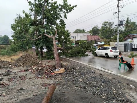 CENTRAL JAVA, INDONESIA - OCT 27, 2026: A fallen tree leans dangerously on elect Stock-Fotos