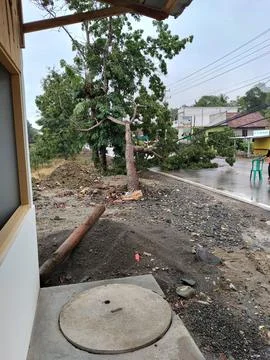 CENTRAL JAVA, INDONESIA - OCT 27, 2026: A fallen tree leans dangerously on elect Stock-Fotos
