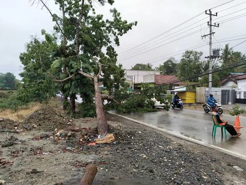 CENTRAL JAVA, INDONESIA - OCT 27, 2026: A fallen tree leans dangerously on elect Stock-Fotos