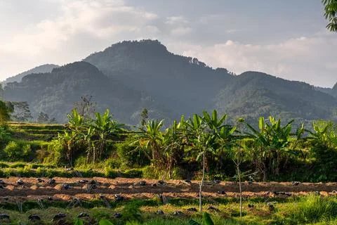 Central Java, Indonesia: A scenic morning view of terraced rice fields with m Stock-Fotos