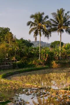Central Java, Indonesia: A scenic morning view of terraced rice fields with.. Stock-Fotos