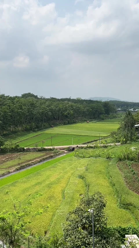 Central Java-Scenic Green Rice Fields and Rural Landscape Under Cloudy Sky Stock Footage 337923784
