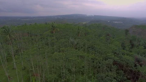 Central Java Silk Forest Stock Footage 129349487