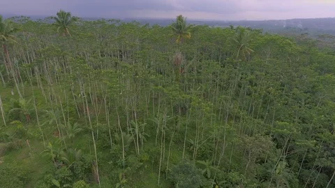 Central Java Silk Forest Stock Footage 129349550