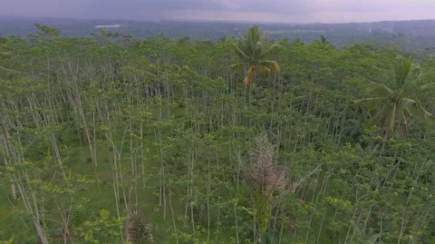 Central Java Silk Forest Stock Footage 129349561