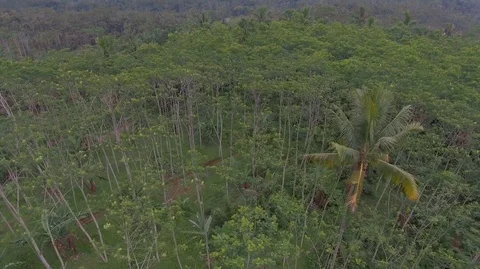 Central Java Silk Forest Stock Footage 129349598