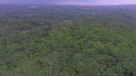 Central Java Silk Forest Stock Footage 129349604