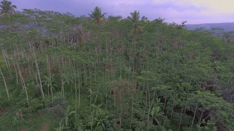 Central Java Silk Forest Stock Footage 129349651