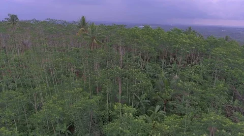 Central Java Silk Forest Stock Footage 129349690