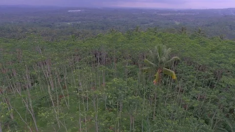 Central Java Silk Forest Stock Footage 129349717
