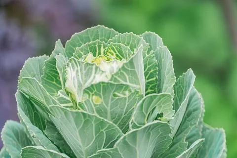 Central, large cabbage with spread leaves, various shades of green, healthy g Stock Photos
