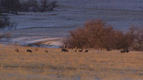 Central Montana Stock Footage 137880376