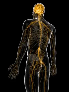 Central nervous system; artwork Stock Illustration