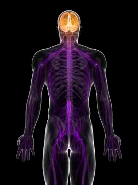 Central nervous system; artwork Stock Illustration
