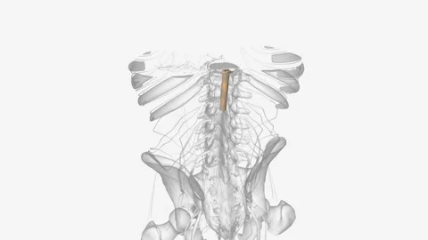 The central nervous system is the brain and spinal cord Stock Footage 271034138