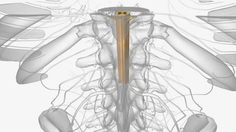 The central nervous system is the brain and spinal cord Stock Footage 271048733