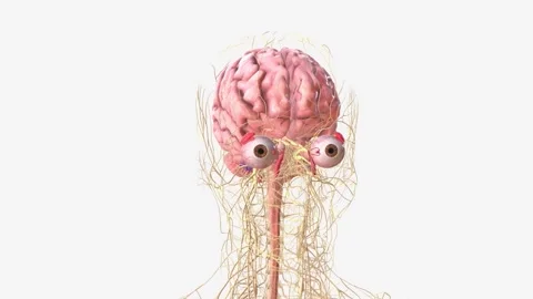 The central nervous system is the brain and spinal cord Stock Footage 271049792