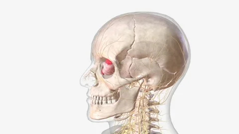 The central nervous system is the brain and spinal cord Stock Footage 271052599