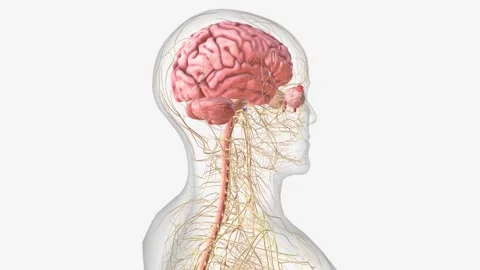 The central nervous system is the brain and spinal cord Stock Footage 271056270