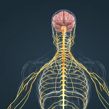 Central Nervous System. Brain and spinal cord Stock-Illustration