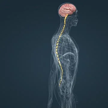Central Nervous System. Brain and spinal cord Stock-Illustration