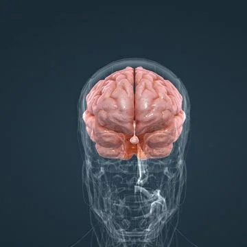 Central Nervous System. Brain and spinal cord イラスト素材
