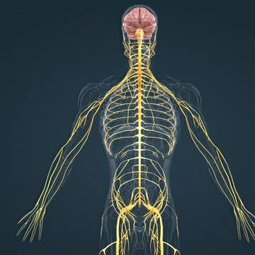 Central Nervous System. Brain and spinal cord イラスト素材