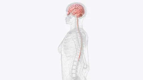 The central nervous system is the brain and spinal cord 스톡 일러스트