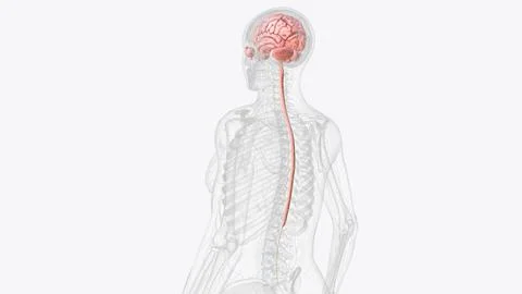 The central nervous system is the brain and spinal cord Stock Illustration