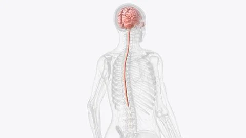 The central nervous system is the brain and spinal cord イラスト素材